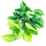 24叶加大白斑绿萝