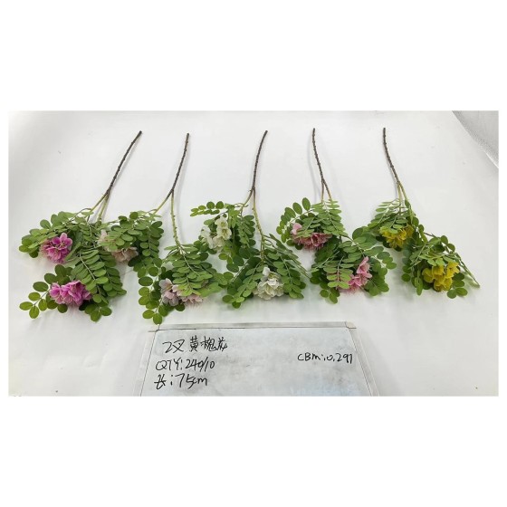 2叉黄槐花