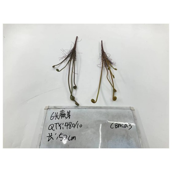 6头蕨芽