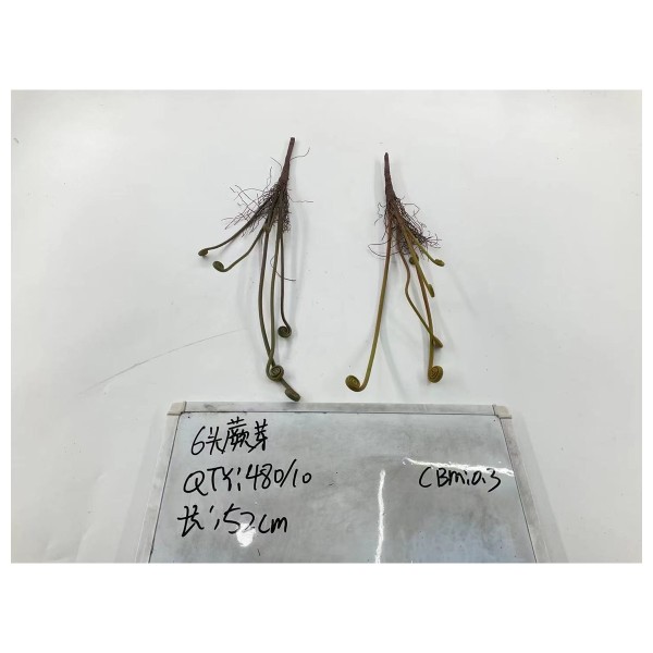 6头蕨芽