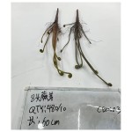 头蕨芽