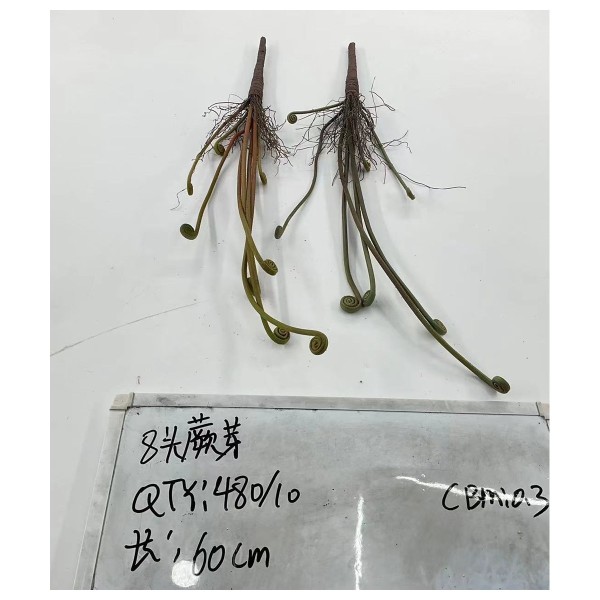 头蕨芽