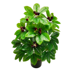 Arbol del dinero artificial con cerezas negras